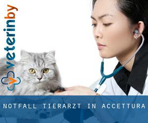 Notfall Tierarzt in Accettura