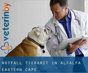 Notfall Tierarzt in Alfalfa (Eastern Cape)