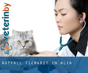 Notfall Tierarzt in Alia
