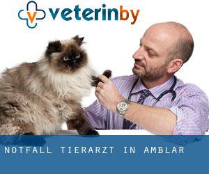 Notfall Tierarzt in Amblar