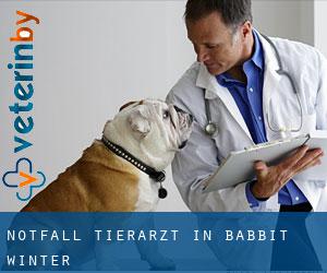 Notfall Tierarzt in Babbit Winter