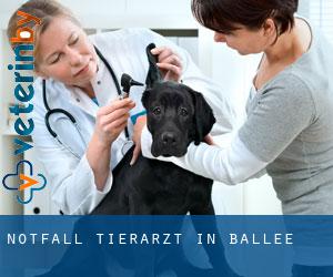 Notfall Tierarzt in Ballée