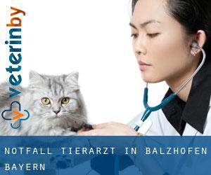 Notfall Tierarzt in Balzhofen (Bayern)