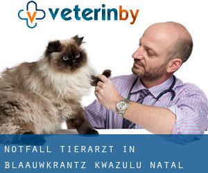 Notfall Tierarzt in Blaauwkrantz (KwaZulu-Natal)