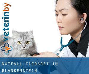 Notfall Tierarzt in Blankenstein