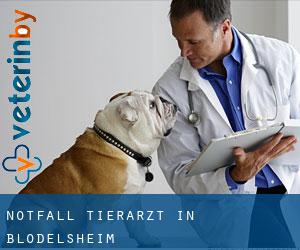 Notfall Tierarzt in Blodelsheim