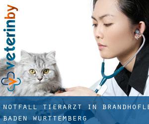 Notfall Tierarzt in Brandhöfle (Baden-Württemberg)
