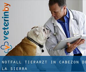 Notfall Tierarzt in Cabezón de la Sierra