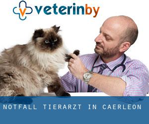 Notfall Tierarzt in Caerleon