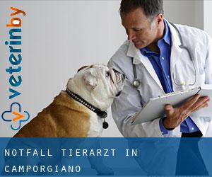 Notfall Tierarzt in Camporgiano