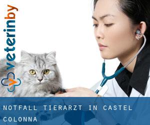 Notfall Tierarzt in Castel Colonna