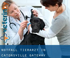 Notfall Tierarzt in Catonsville Gateway