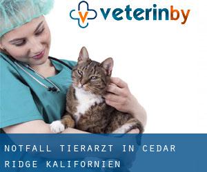 Notfall Tierarzt in Cedar Ridge (Kalifornien)