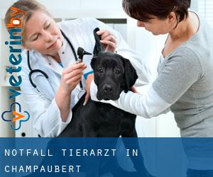 Notfall Tierarzt in Champaubert