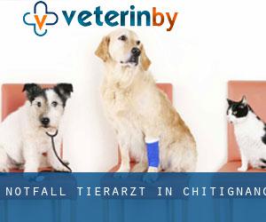 Notfall Tierarzt in Chitignano