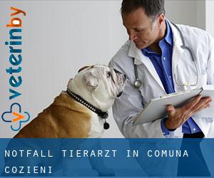 Notfall Tierarzt in Comuna Cozieni