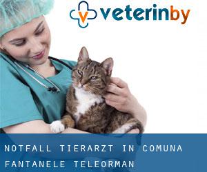 Notfall Tierarzt in Comuna Fântânele (Teleorman)