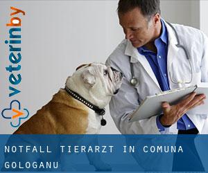 Notfall Tierarzt in Comuna Gologanu
