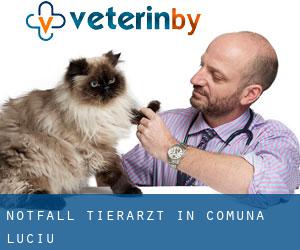 Notfall Tierarzt in Comuna Luciu
