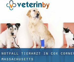 Notfall Tierarzt in Cox Corner (Massachusetts)