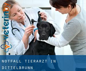 Notfall Tierarzt in Dittelbrunn