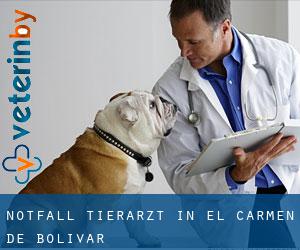 Notfall Tierarzt in El Carmen de Bolívar