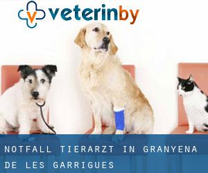 Notfall Tierarzt in Granyena de les Garrigues