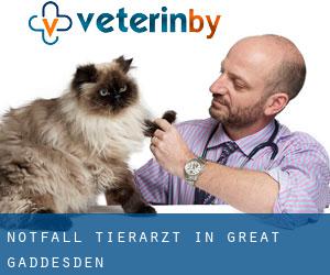Notfall Tierarzt in Great Gaddesden