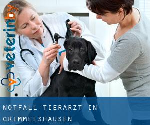 Notfall Tierarzt in Grimmelshausen