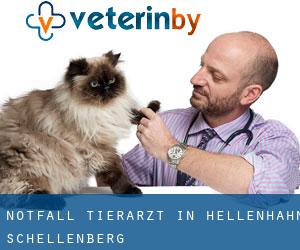 Notfall Tierarzt in Hellenhahn-Schellenberg