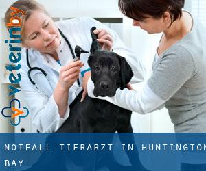 Notfall Tierarzt in Huntington Bay