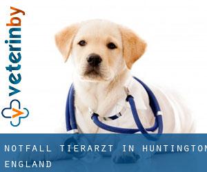 Notfall Tierarzt in Huntington (England)