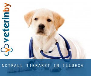 Notfall Tierarzt in Illueca