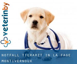 Notfall Tierarzt in La Fage-Montivernoux