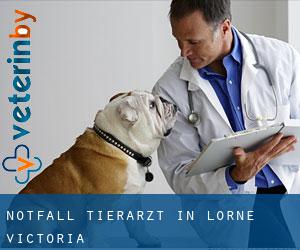 Notfall Tierarzt in Lorne (Victoria)