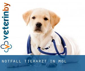 Notfall Tierarzt in Mol