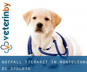 Notfall Tierarzt in Monteleone di Spoleto