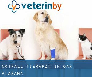 Notfall Tierarzt in Oak (Alabama)
