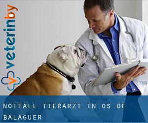 Notfall Tierarzt in Os de Balaguer