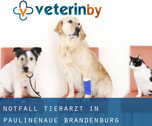 Notfall Tierarzt in Paulinenaue (Brandenburg)
