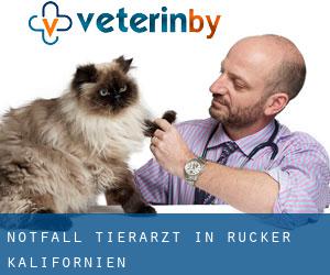Notfall Tierarzt in Rucker (Kalifornien)