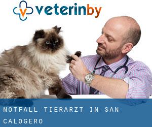Notfall Tierarzt in San Calogero