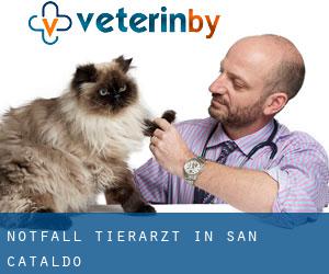 Notfall Tierarzt in San Cataldo