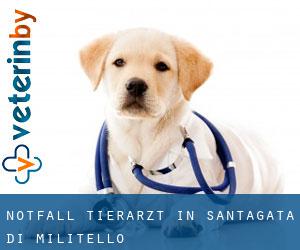 Notfall Tierarzt in Sant'Agata di Militello