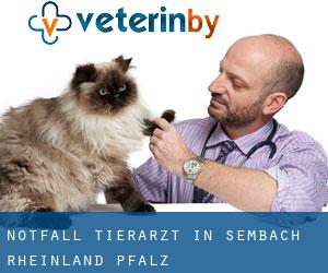 Notfall Tierarzt in Sembach (Rheinland-Pfalz)